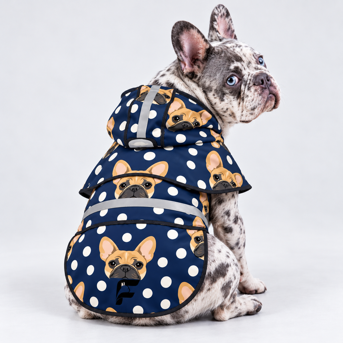 Midnight Dots French Bulldog raincoat on Frenchie model