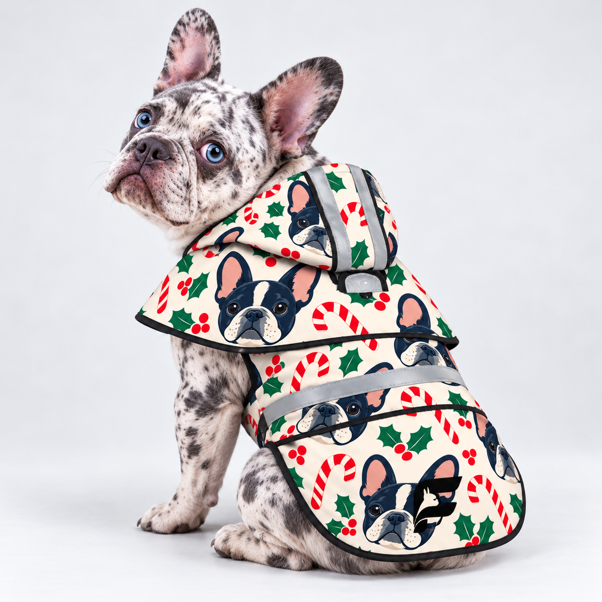 Candy Cane Paws French Bulldog raincoat on Frenchie model