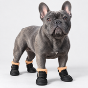 Blue French Bulldog wearing black fleece-lined winter boots