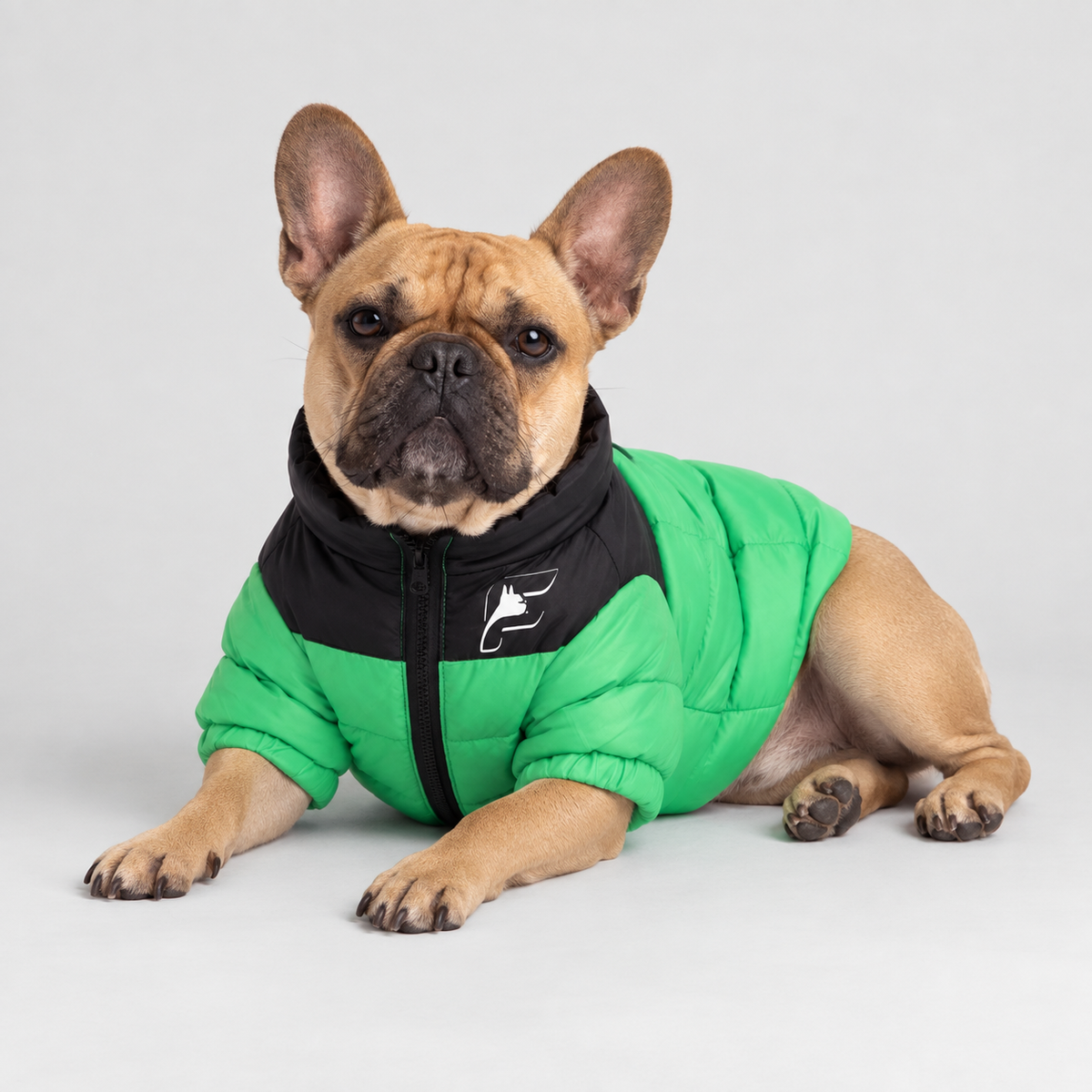 French Bulldog wearing Wasabi Green Highlander insulated jacket, lying down with front paws extended
