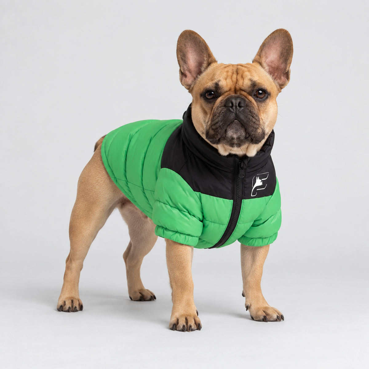 French Bulldog wearing Wasabi Green Highlander insulated jacket, standing at a three-quarter angle