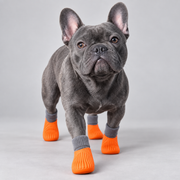 Blue French Bulldog walking forward in orange waterproof rain boots