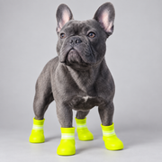 Blue gray French Bulldog wearing high visibility waterproof rain boots on a light gray studio background