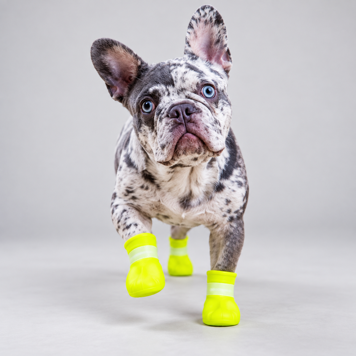 Merle French Bulldog walking toward the camera in high visibility waterproof rain boots