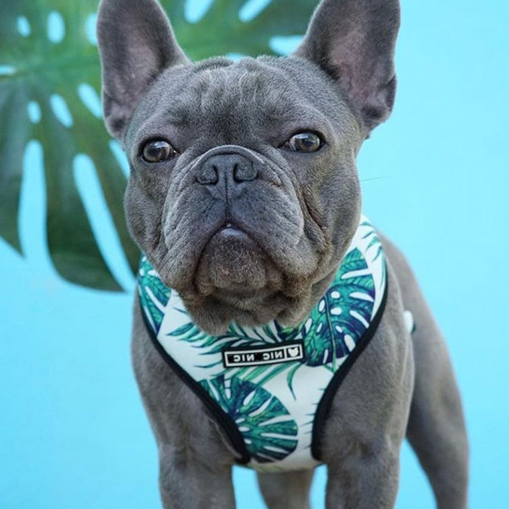 Floral French Bulldog harness Leash Set