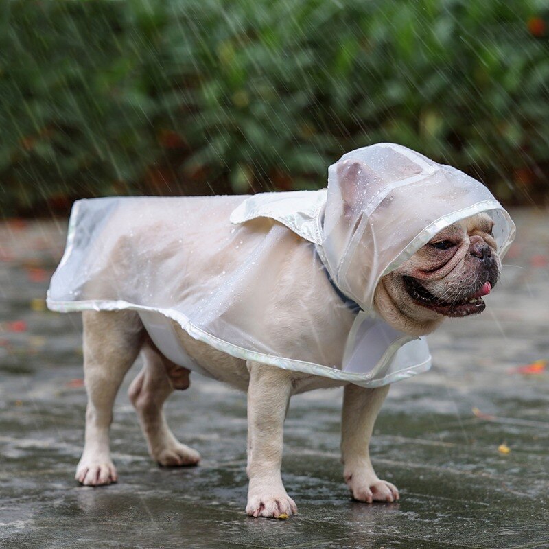 French Bulldog Transparent Raincoat - French Bulldog Shop