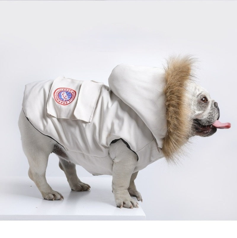 French Bulldog Trendy Winter Clothes - French Bulldog shop