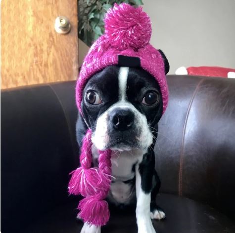 French Bulldog Winter Knitted Hat- Best Frenchie Beanie - French Bulldog shop