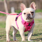 French Bulldog Harness Leash Set