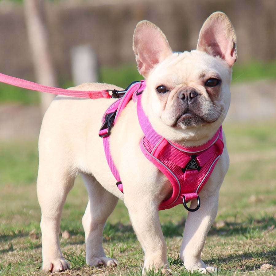 French Bulldog Harness Leash Set